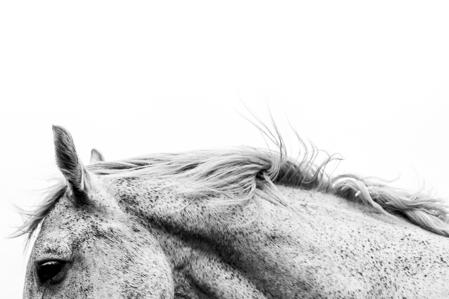 A black and white photo of a horse.
